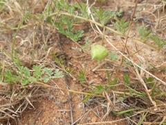 Dicerocaryum senecioides