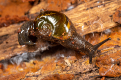 Helicarioninae