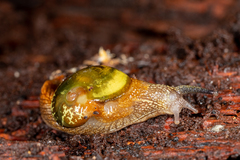 Helicarion cuvieri