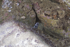 Gymnothorax favagineus