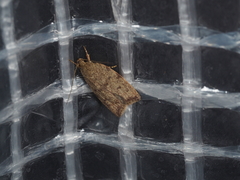 Oligoloba severa