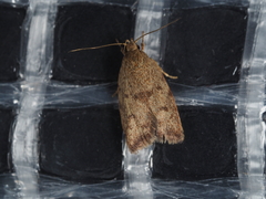 Oligoloba severa