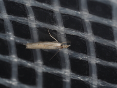 Culladia cuneiferellus