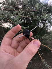 Vachellia drepanolobium