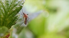 Armigeres subalbatus