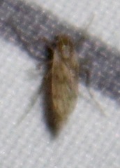 Chaoborus punctipennis