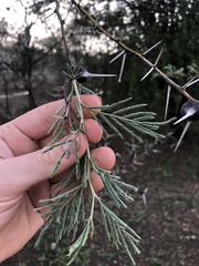 Vachellia drepanolobium