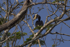 Anthracoceros coronatus