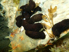 Holothuria difficilis
