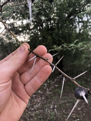 Vachellia drepanolobium