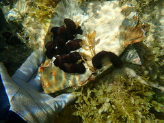 Holothuria difficilis