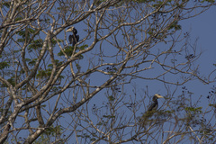 Anthracoceros coronatus