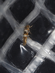 Hieromantis ephodophora