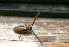 Enneaphyllus aeneipennis