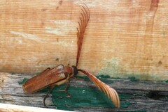 Enneaphyllus aeneipennis