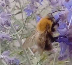 Bombus pascuorum