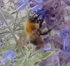 Bombus pascuorum