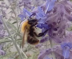 Bombus pascuorum