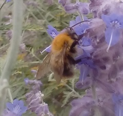 Bombus pascuorum