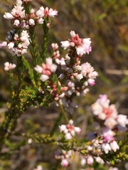 Erica articularis