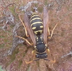 Polistes