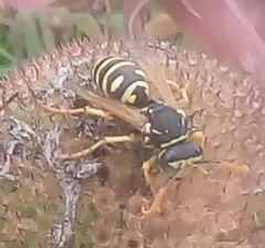 Polistes
