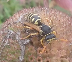 Polistes