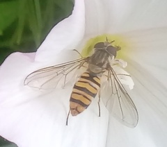 Episyrphus balteatus