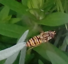 Episyrphus balteatus