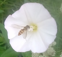 Episyrphus balteatus