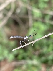 Gasteruption raphidioides