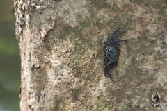 Grapsoidea