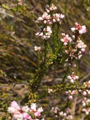 Erica articularis