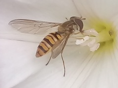 Episyrphus balteatus