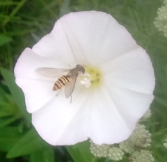 Episyrphus balteatus