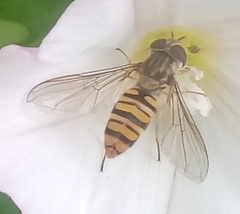 Episyrphus balteatus