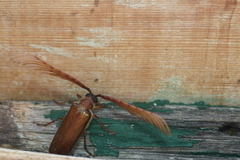 Enneaphyllus aeneipennis