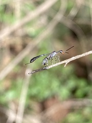 Gasteruption raphidioides