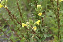 Oenothera rubricaulis