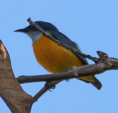 Dicaeum trigonostigma