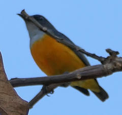 Dicaeum trigonostigma