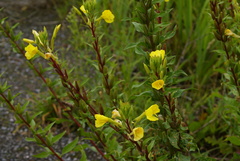 Oenothera rubricaulis