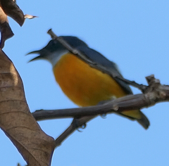 Dicaeum trigonostigma