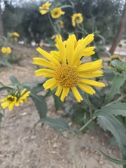 Verbesina encelioides