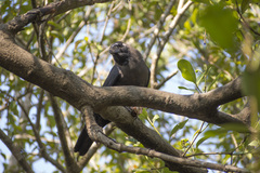 Corvus splendens