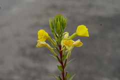 Oenothera rubricaulis