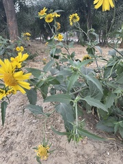 Verbesina encelioides