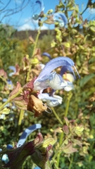 Salvia chamelaeagnea