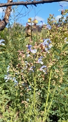 Salvia chamelaeagnea
