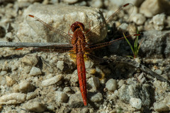 Crocothemis sanguinolenta